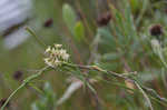 Gulf coast swallow-wort